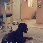 جرو دبرومان للبيع