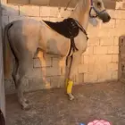 حصان واهو