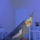 كروان اليف