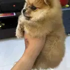 كلاب موبيرانيان مني