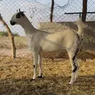 خبشه بيشيه