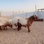 خرفان طيبه