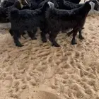 للبيع تيوس سمان ونظاف ومشروطه