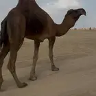 بعير حمر الدهم عكش مشروط