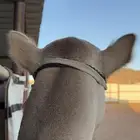 شعبي سعودي للعسف