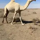 بكره عليانيه طيبه
