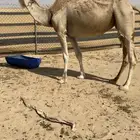 شقحاء لقحه سلم من جميع العذاريب