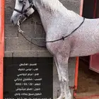 حصان عربي ورق