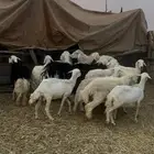 شياة ومعزا
