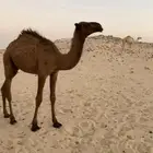حاشي قعود لباني 7 شهور