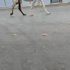 لقحات وضرايب