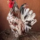 ديك حباحب