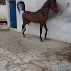 حصان عربي فاخر شعبي
