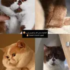 بريتش شورت هير تشوكلت