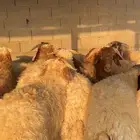 ذبائح