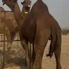 بعير ساحلي حمر ادهم رباع