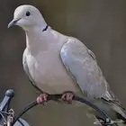 حمام او قمري ابو طوق