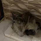 جازان