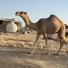 بكره تدخل حقه