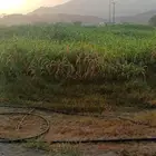 مزرعة للايجار