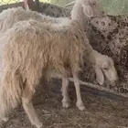 رخال 2