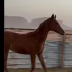 مهر عربي بدون أوراق