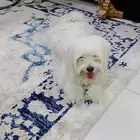 كلبه لولو انثى عمرها سنه