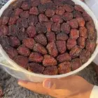 كعيمر العيص رقم 1 فاخر من الاخر