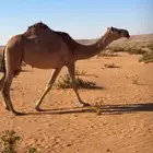 ناقه ضريبه للبيع