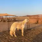 طلي ابوه ولد طوفان وطوفان الي شراه الراجحي ب الف400