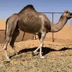 ناقه اصيل حايل