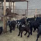 تيوس مخاصي ذبائح للبيع جملة وتفريد كاش وتمارا مع الذبح والت