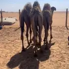 قعدان للبيع في الرمحية