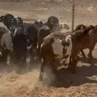 غنم مهجنات العدد16