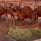 حشو
