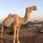جمل