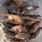 10 خبيش دهم مراح واحد