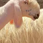 تم البيع تم البيع