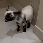 ماعز قزم تشيكي