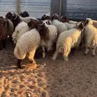 طليان نعيم عدد 15