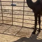 قعود وحيداني مقنويي