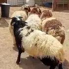 للبيع طليان نعيم