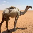 ناقه فاطر. تم البيع