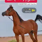 مهره شو بطولات