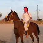 حصان سبوق للبيع