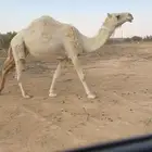 لقحه وضحا