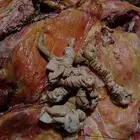 حنيذ باالمرخ