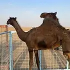 بكره مجهم كفو