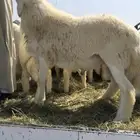 ذبيحتك لحد باب بيتك
