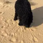 خروف جذع ناهي